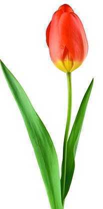 tulip74536_640.jpg