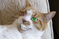 BlindedCat