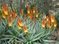 Aloes