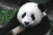 Pandaaa123