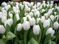 TULIPANY1