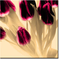 TULIPANY10