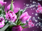TULIPANY11