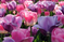 TULIPANY2
