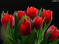 TULIPANY3