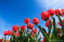 TULIPANY4