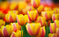 TULIPANY5