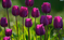TULIPANY6