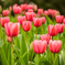 TULIPANY7