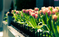TULIPANY9