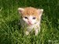 borys123
