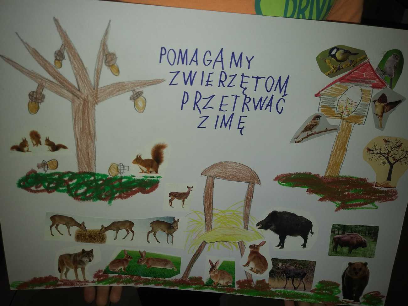 Napisz Trzy Przykłady Jak Można Pomóc Zwierzętom Przetrwać Zimę Pomagamy zwierzętom przetrwać zimę - Szkolne Blogi