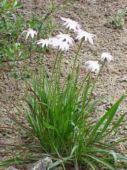 250pxScorzonera_purpurea_rosea0.jpg