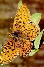 motyl.jpg