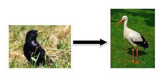 bocianszpak.jpg