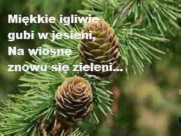 modrzew1.jpg