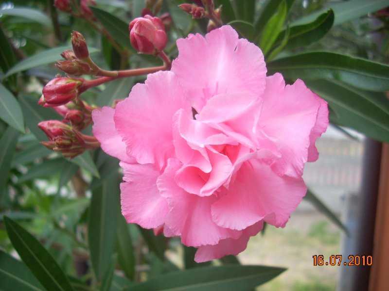 oleander.jpg