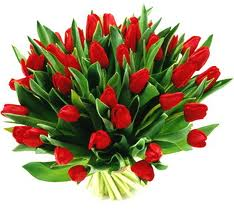 TULIPANY.bmp