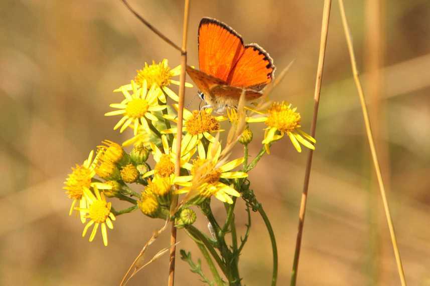 motyl