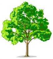 1 drzewo produkuje tlen dla 10 osób