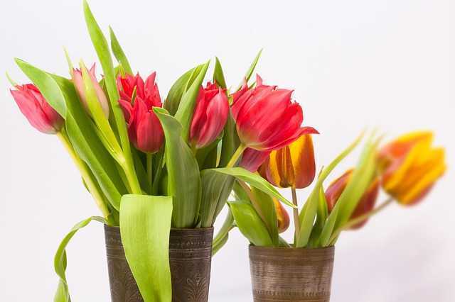 tulips651672_640.jpg