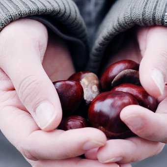 146953stockphotohandherbstdekorationverzierungfesthaltensammlungbasteln.jpg