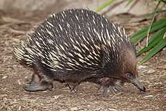 240pxEchidna__melbourne_zoo.jpg