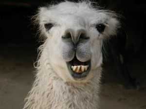 270977_smiling_llama.jpg
