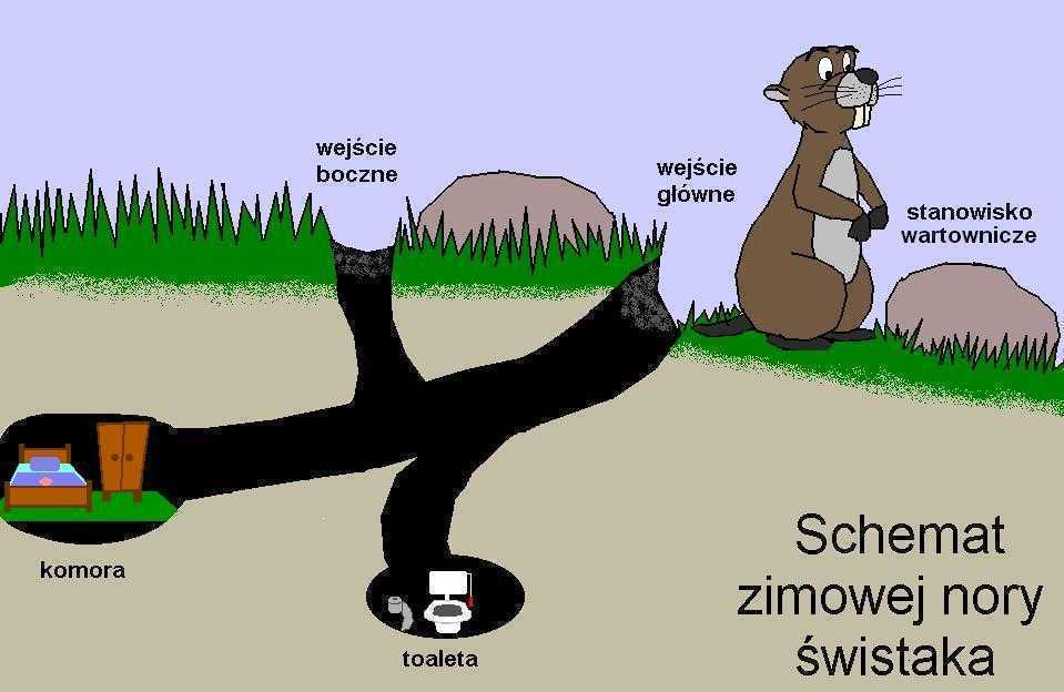 schemat.JPG