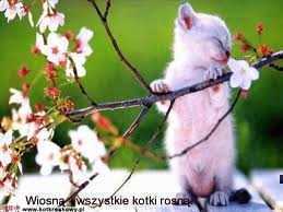 wiosna1.jpg