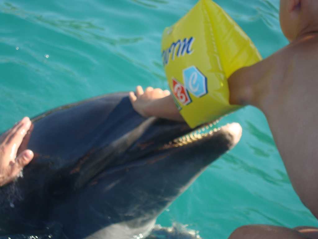 Ja z delfinkiem