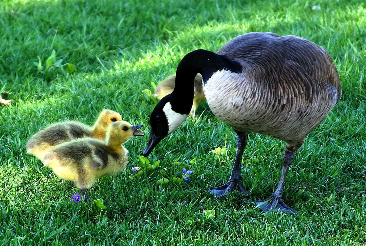 canadagoose216003_1280.jpg