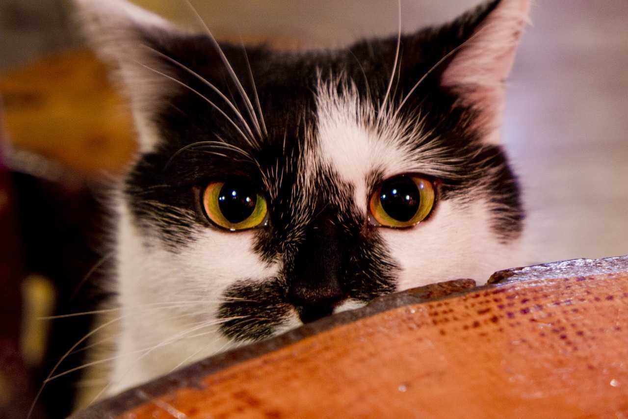 cat644934_1280.jpg