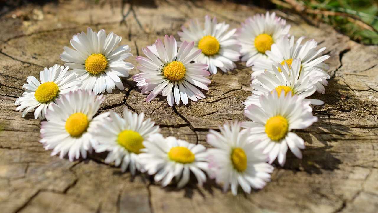 daisy712898_1280.jpg