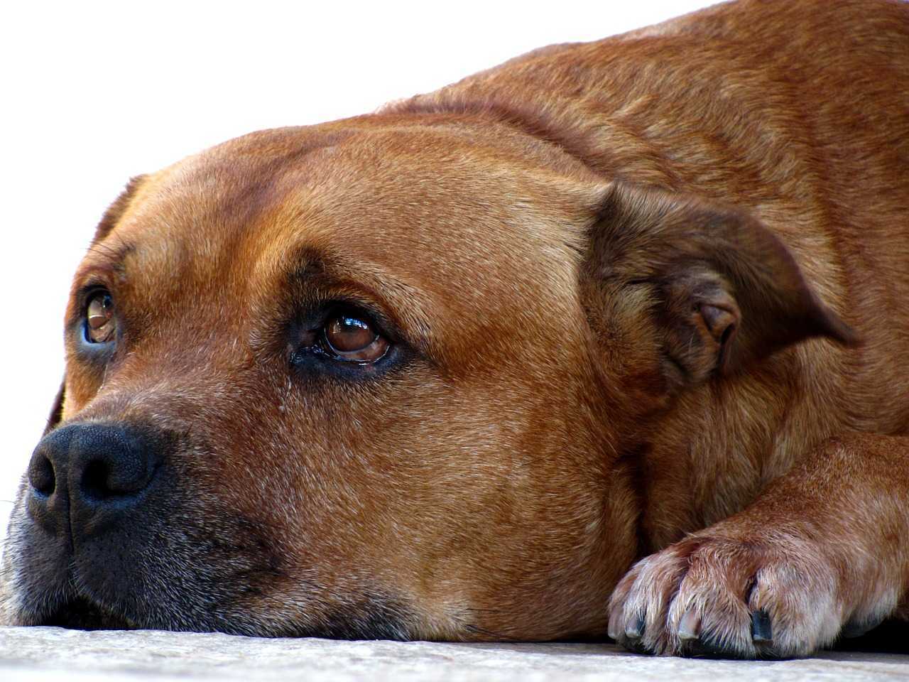 dog608611_1280.jpg