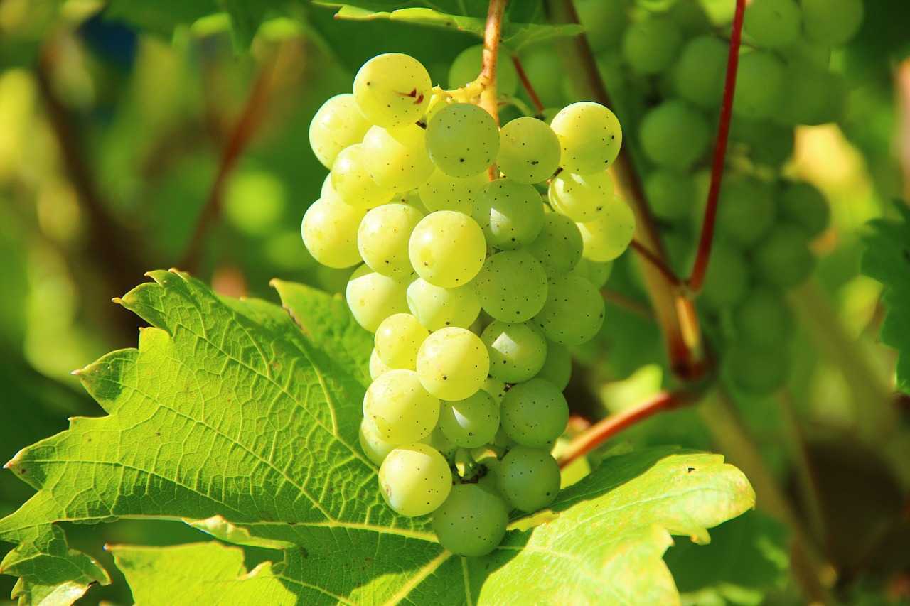 grapes276070_1280.jpg