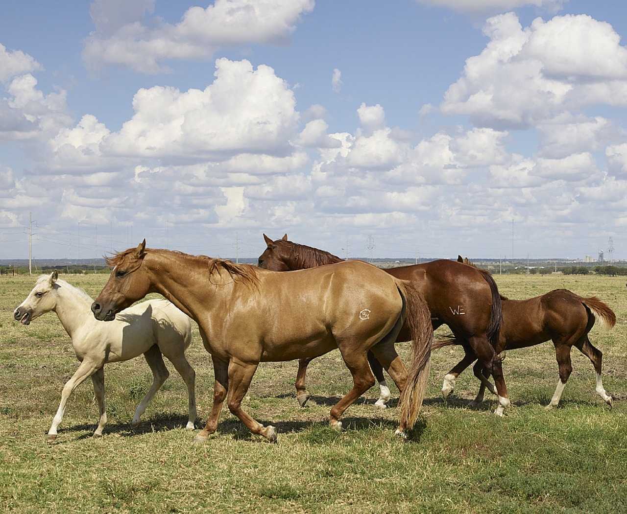 horses754935_1280.jpg