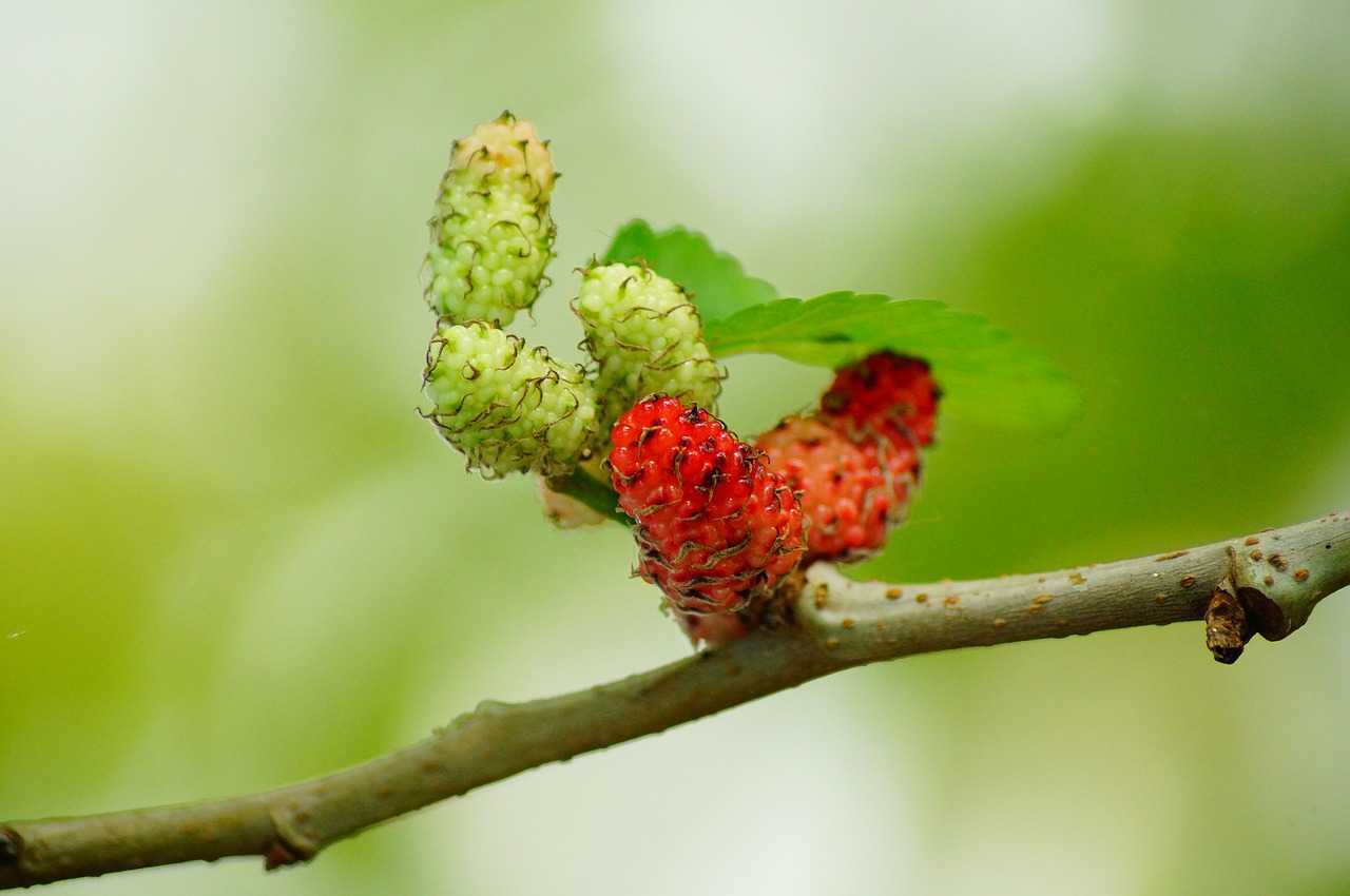 mulberries201787_1280.jpg