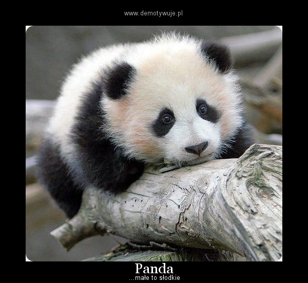 Znalezione obrazy dla zapytania 16 marca dzien pandy