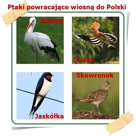 Z ciepłych krajów ptaki do Polski wracają i o pomnikach przyrody wesoło  ćwierkają - Szkolne Blogi