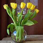 tulips719365__180.jpg