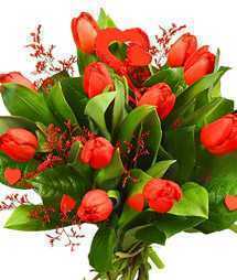tulipany.jpg