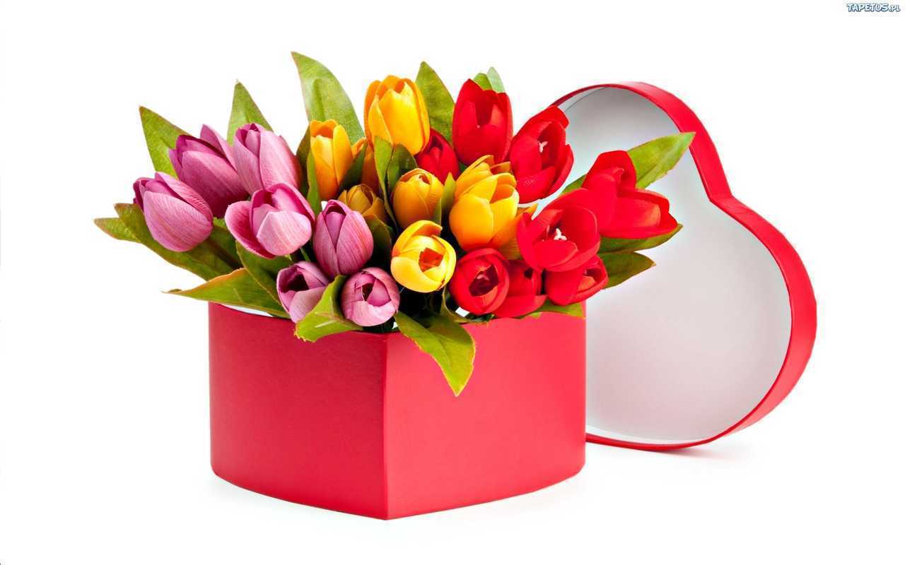 141298_tulipany88899.jpg