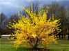 Forsythia_x_intermedia__Spectabilis_3.jpg