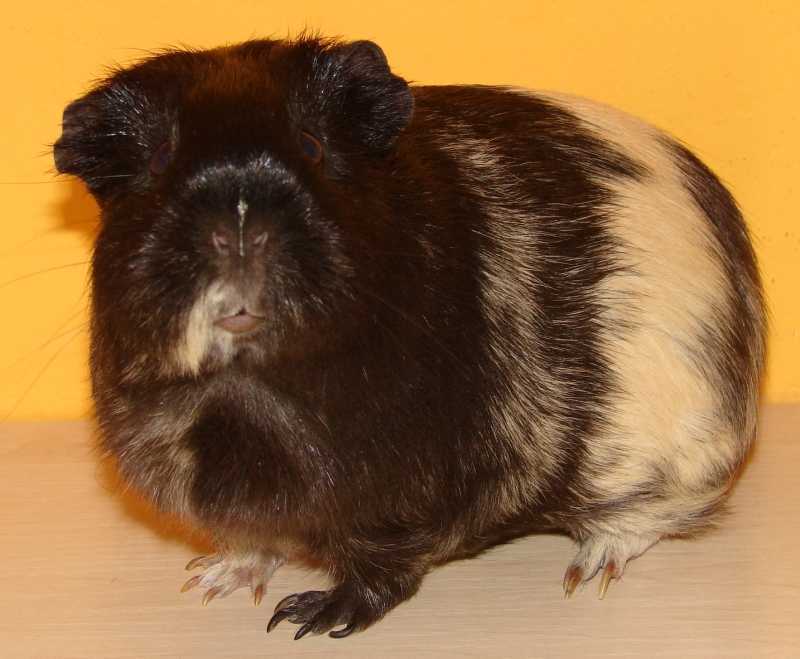 Ryczka1.jpg