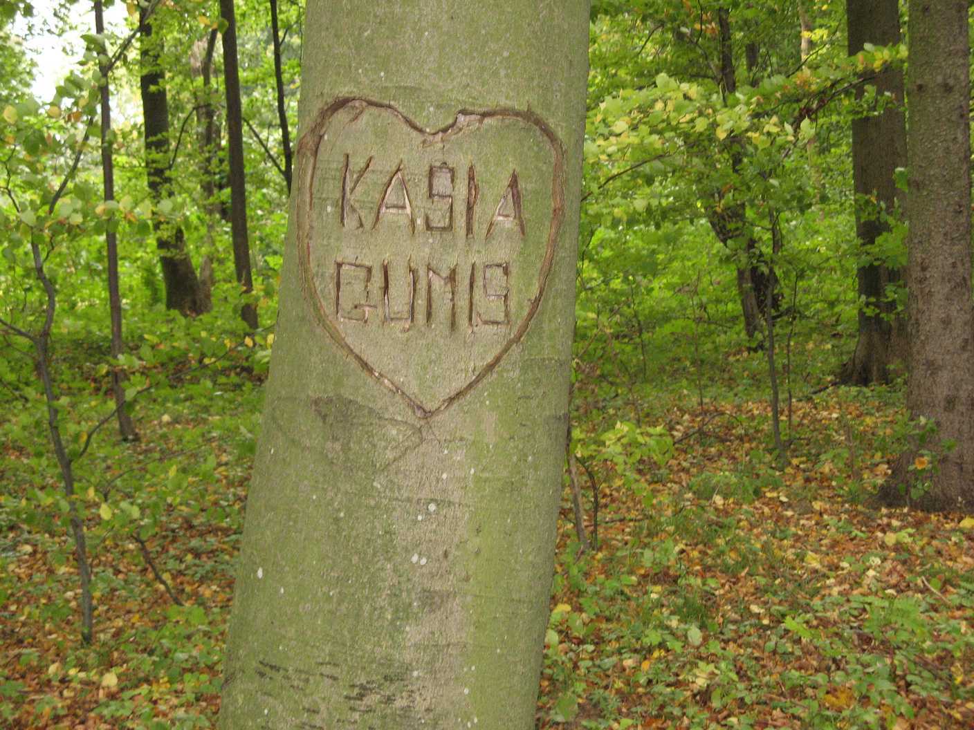 kadyny2011013.jpg