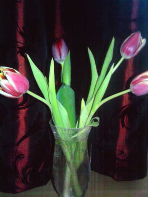 tulipany3.jpg