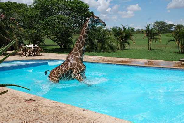 monduligiraffeswimmingpool2.jpg